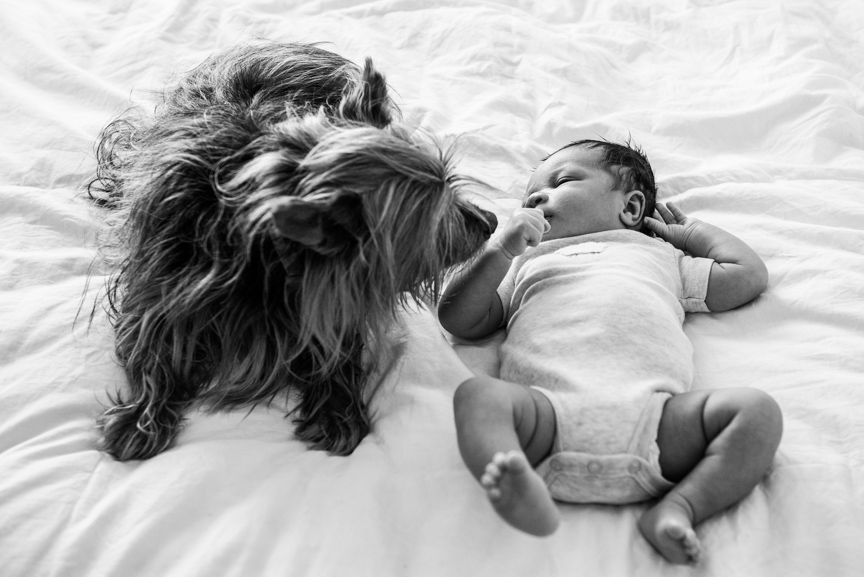 newborn baby photo baby meets dog 