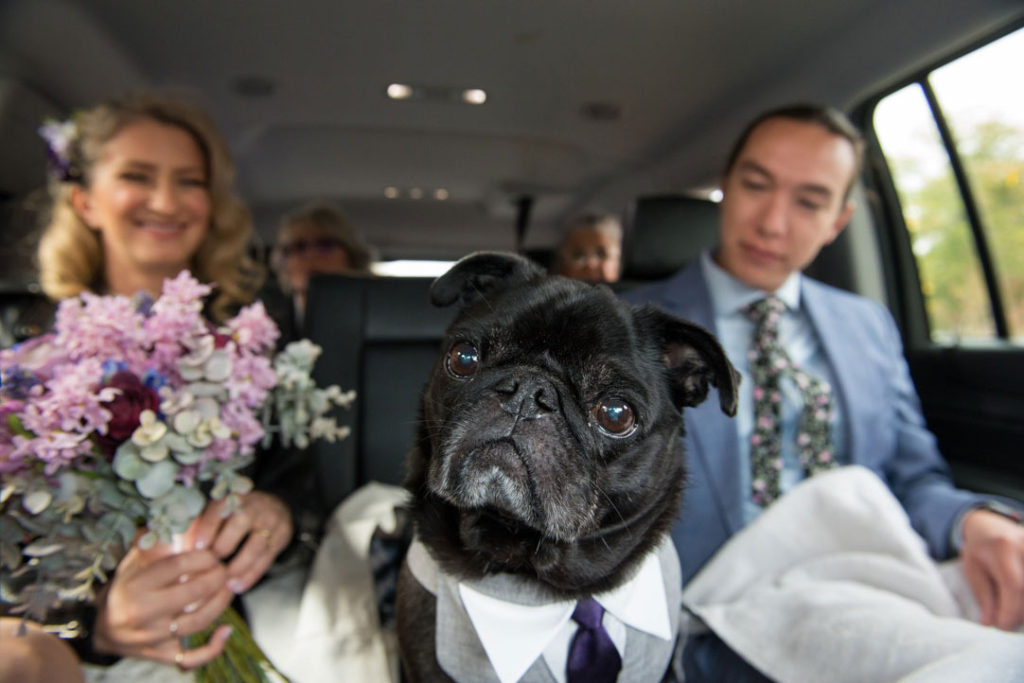 dog traveling to wedding ceremony